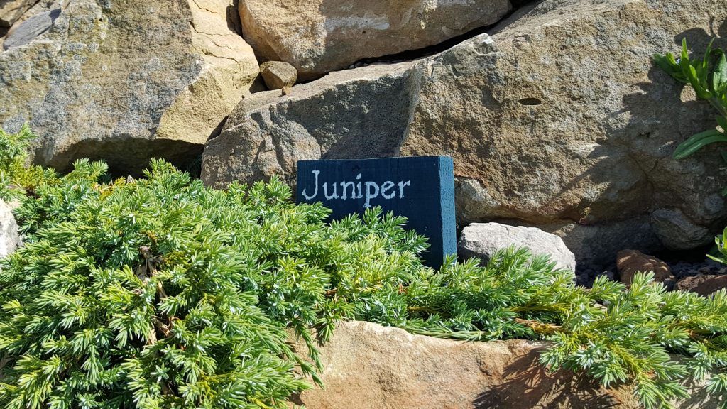Dunnet Bay Distillers Rock Garden Juniper