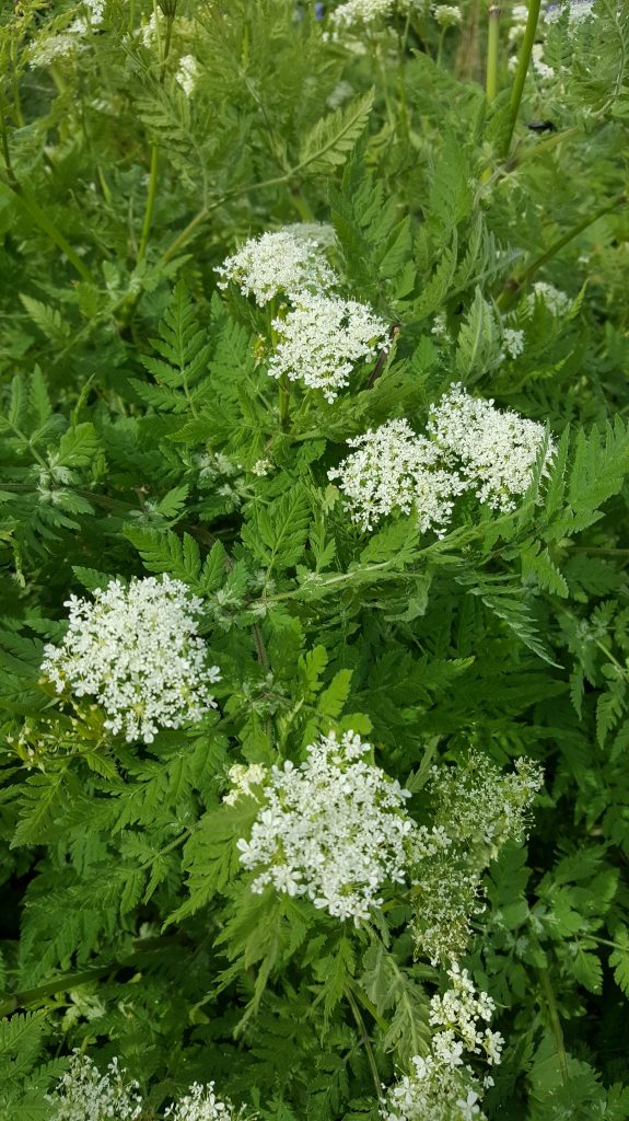 Sweet cicely in bloom