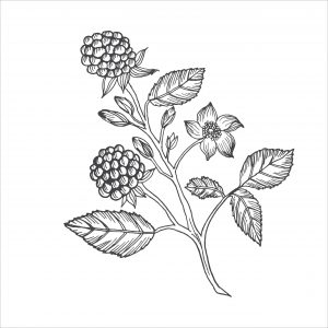 Illustration of wild raspberry botanicals