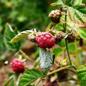 Picture of wild raspberries