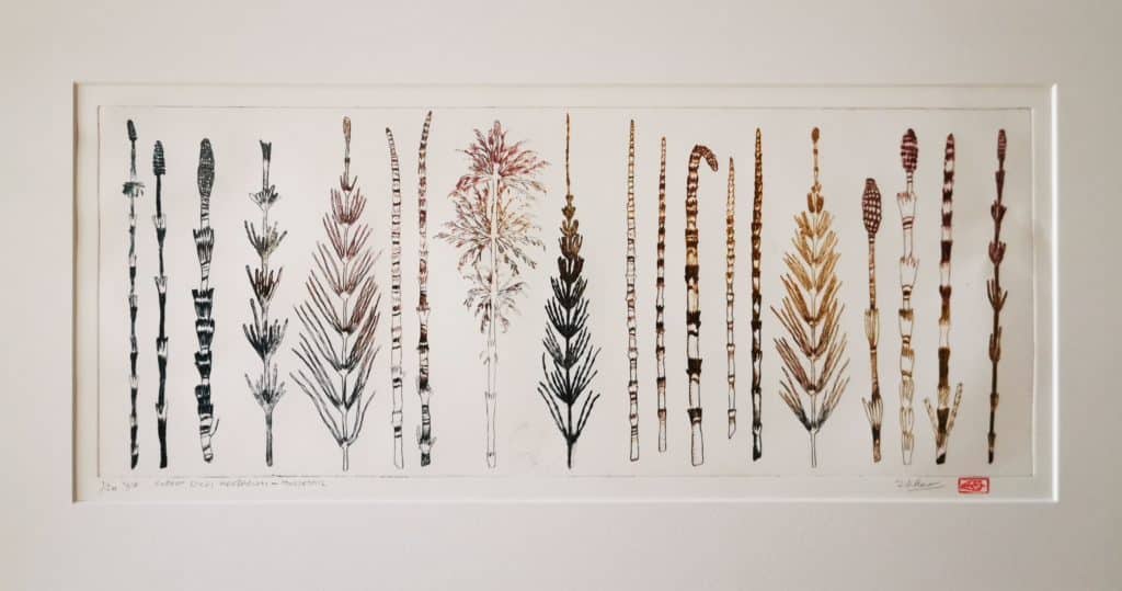 Joanne Kaar's herbarium