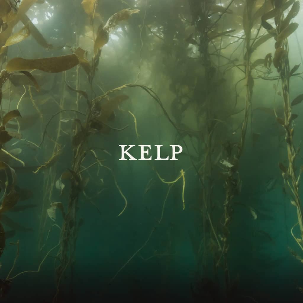Picture of Oarweed Kelp botanicals