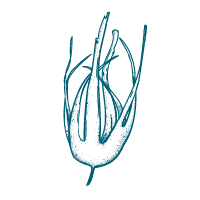 Beautiful Botanicals - Oarweed (kelp)